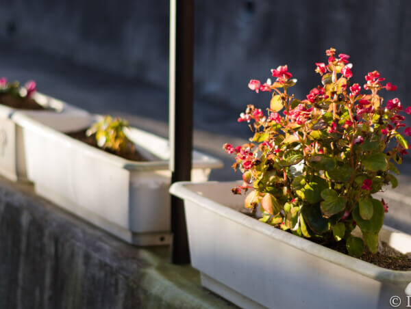 PENTAX KPと50mm単焦点で朝のお散歩作例