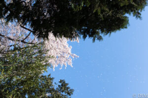 投稿についてもっと詳しく 春の青空に降る雪を見て考える