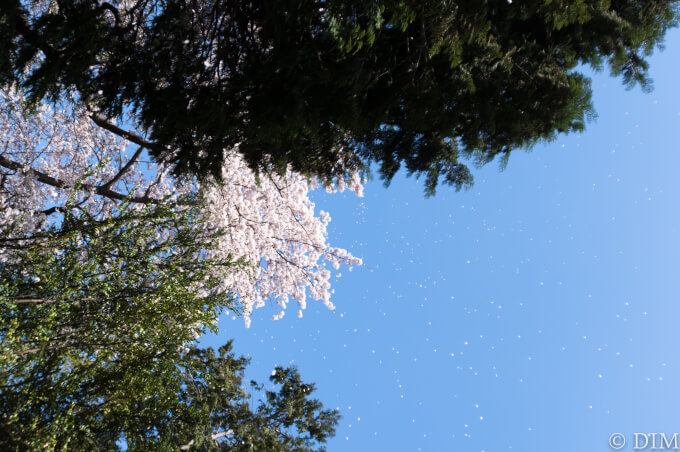 投稿についてもっと詳しく 春の青空に降る雪を見て考える