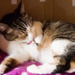 気管虚脱の猫の最期は酸素室とは限らない！