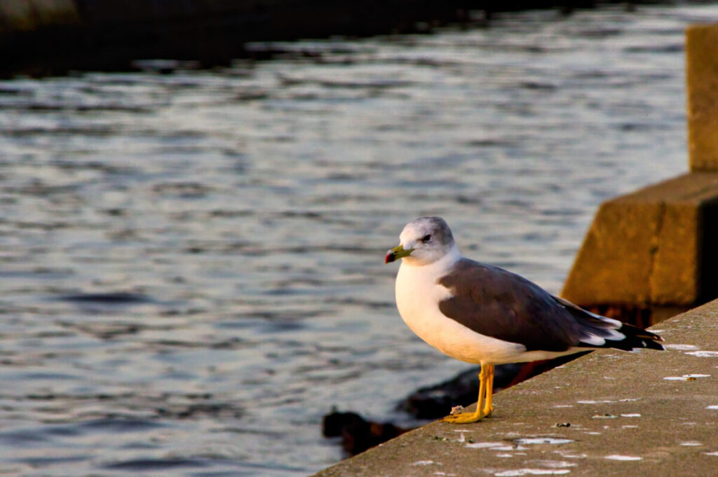 あなたが現在見ているのは PIXTA・Adobe Stock ストックフォト審査の合否写真比較と審査前に行った処理