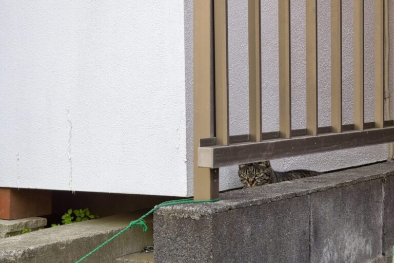 町にいる猫