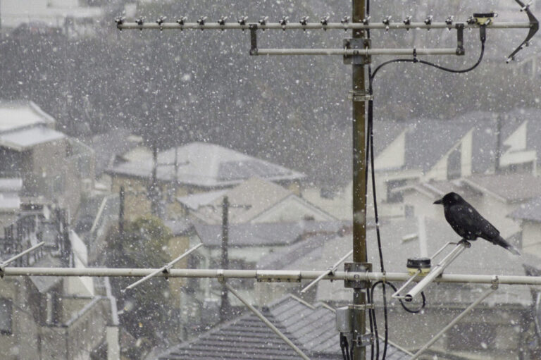 雪の中のカラス